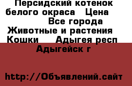 Персидский котенок белого окраса › Цена ­ 35 000 - Все города Животные и растения » Кошки   . Адыгея респ.,Адыгейск г.